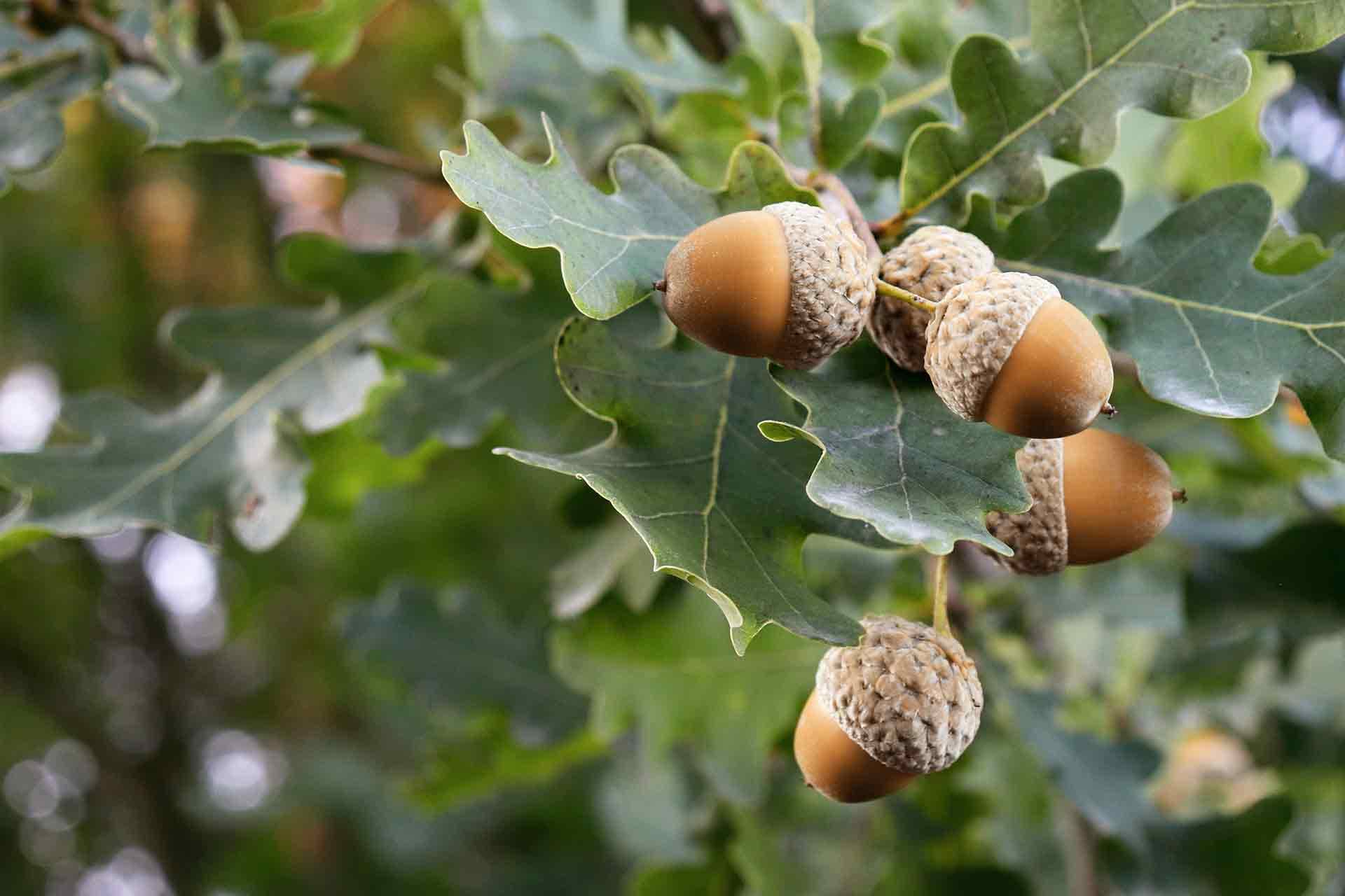 <strong>Things To Do</strong>